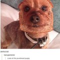 Dog Toast :p