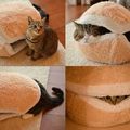 hamburguesa de gato