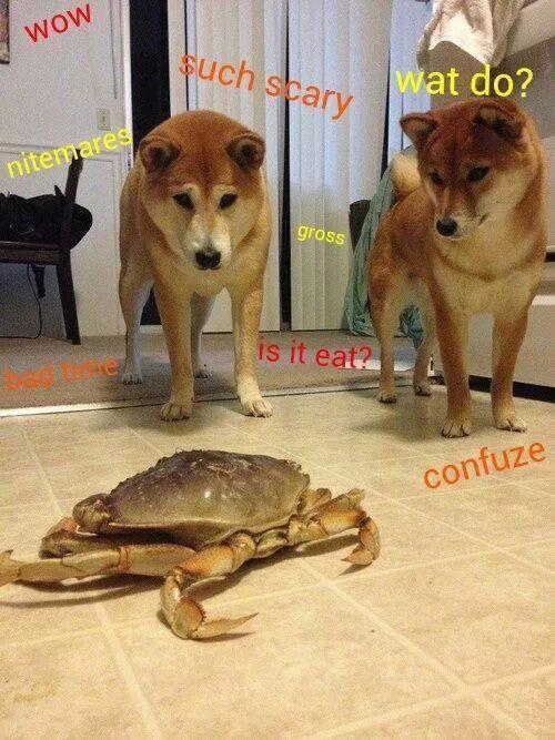 Much confuse. - meme