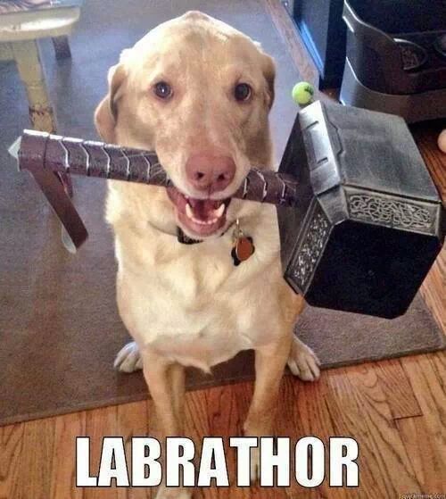 Behold the mighty Labrathor - meme