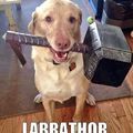 Behold the mighty Labrathor