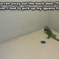 bad iguana!
