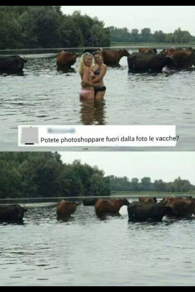 Vacche - meme