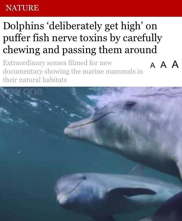 badass dolphins - meme
