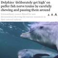 badass dolphins