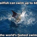 wworlds fastest fish