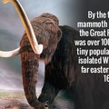 mammoth....