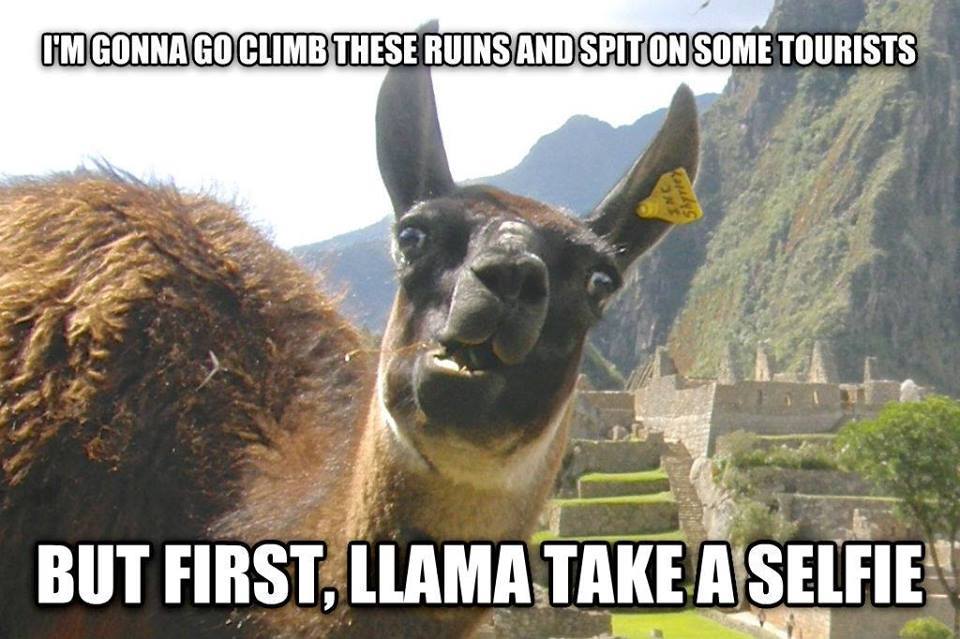 llama take a selfie - meme