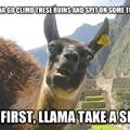 llama take a selfie