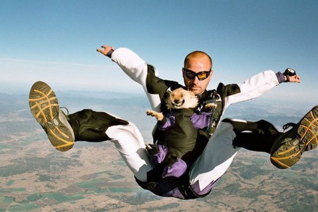 Dogs like skydiving. - meme