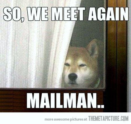 the seriousness in this dogs eyes()_() - meme