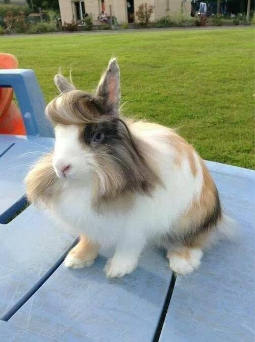 Rabbit is fabulous! - meme