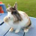 Rabbit is fabulous!