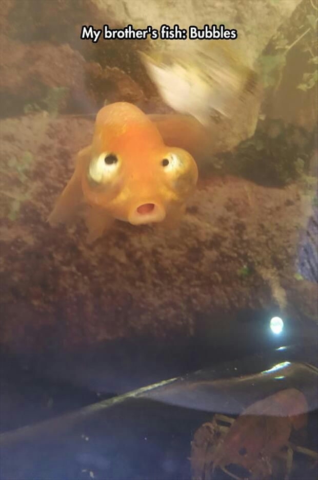 Bubbles - meme