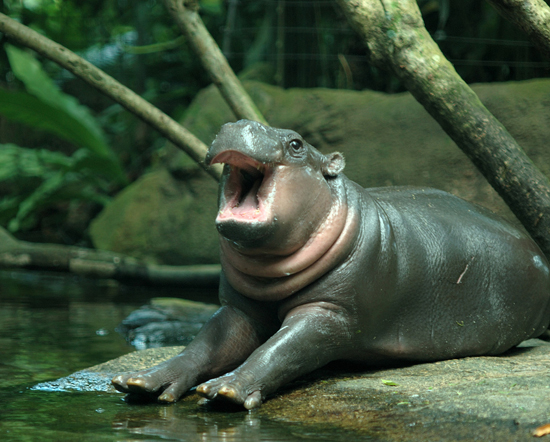Extremely photogenic baby hippo - meme