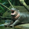 Extremely photogenic baby hippo