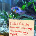 Giving fish-shaming a try