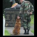 perros soldados en caidos en guerra