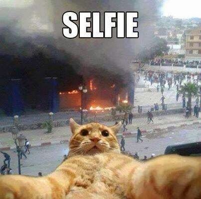 Gato selfie - meme