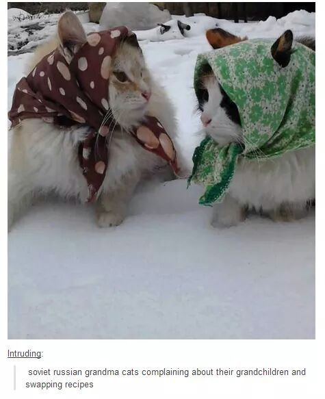 Russian cats.... - meme