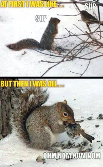 evil squirrel - meme
