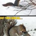evil squirrel