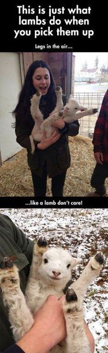 Lambs give no shits. - meme