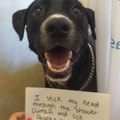 Dog confession