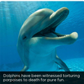Wtf dolphins