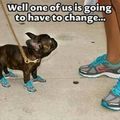 dogs & shoes