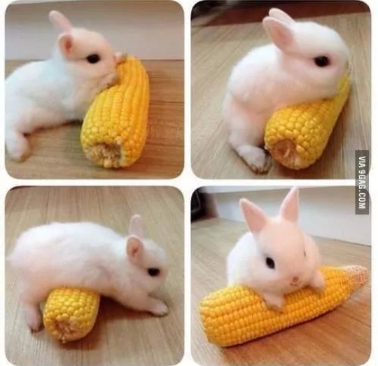 Look how cute the Bun is :3 (Not mine but this needs to be shared) - meme