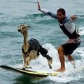 Nueva ley en California~ Las cabras pueden surfear