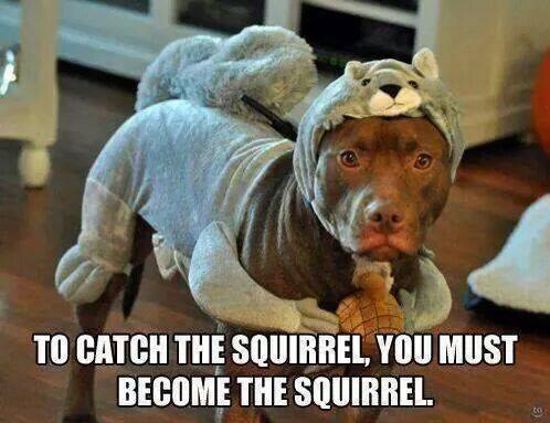 Squirrel!!! - meme