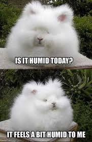 fluffy bunny haz bad hair day - meme