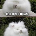 fluffy bunny haz bad hair day