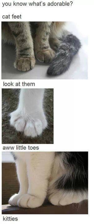 Kitty feet :3 - meme
