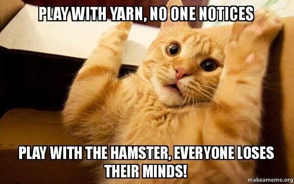 Meowzer - meme