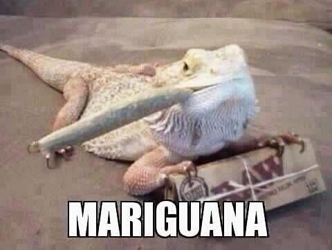 Is it illegal for animals to smoke pot? - meme