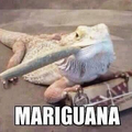 Is it illegal for animals to smoke pot?