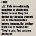 They're cats!!