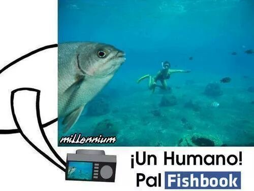 fishbook - meme