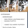 2nd comment gets a puppy.