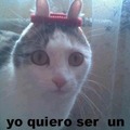 todos quieren ser un gato :c