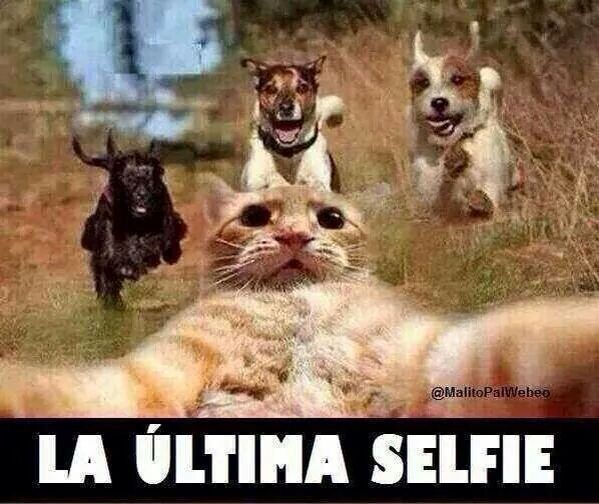 but first let me take a selfie dog